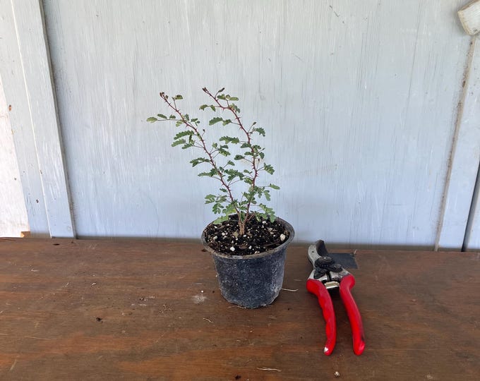 4” Texas Mimosa (Mimosa texana) plant