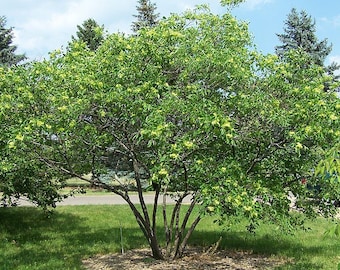 Seeds. Wafer Ash (Ptelea trifoliata).