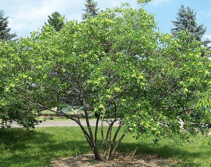 Seeds. Wafer Ash (Ptelea trifoliata).