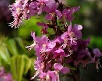 Seeds. Mexican Buckeye (ungnadia speciosa)