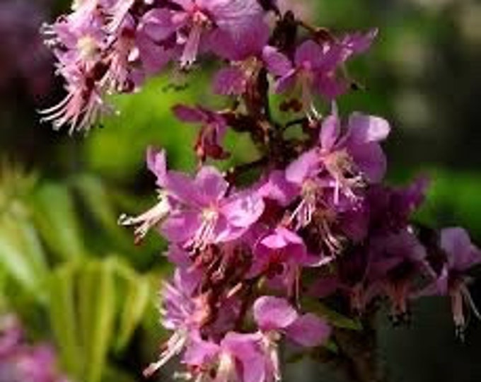 Seeds. Mexican Buckeye (ungnadia speciosa)