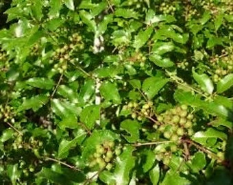 Seeds. Toothache Tree, Texas Prickly Ashe (Zanthoxylem hirsutum).