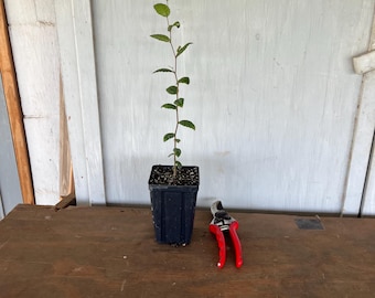 4” Cedar Elm (Ulmus crassifolia) tree