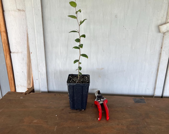 4” Cedar Elm (Ulmus crassifolia) tree