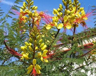 Seeds. Desert Bird of Paradise (Caesalpinia gilesii)