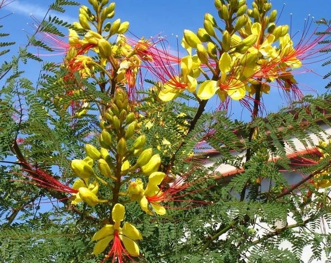 Seeds. Desert Bird of Paradise (Caesalpinia gilesii)