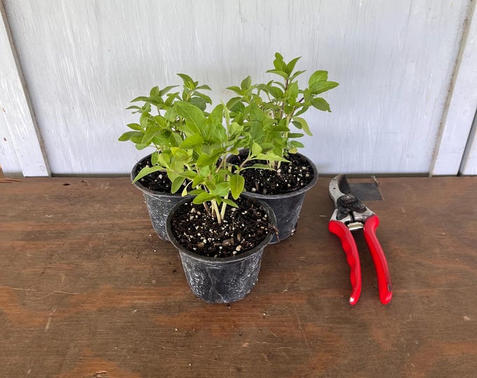 4” Basil (3 plants per order)