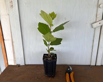 4” Mexican Sycamore (Platanus mexicana) tree
