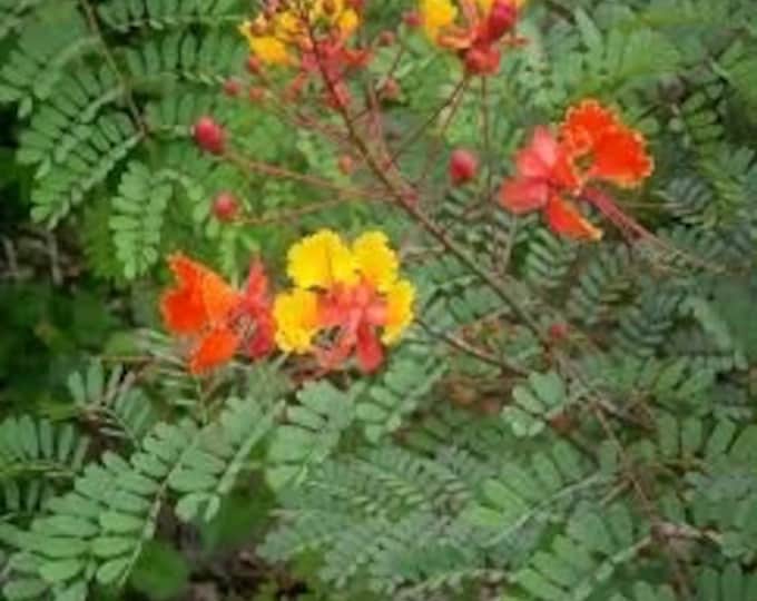 Seeds. Mexican bird of paradise (Caesalpinia pulcherrima).