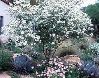 Seeds. Anacacho Orchid ( Bauhinia lunaroides) tree