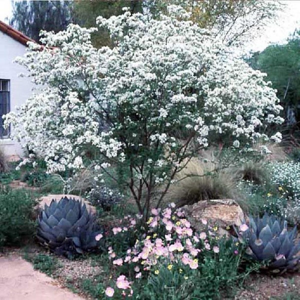 Seeds. Anacacho Orchid ( Bauhinia lunaroides) tree