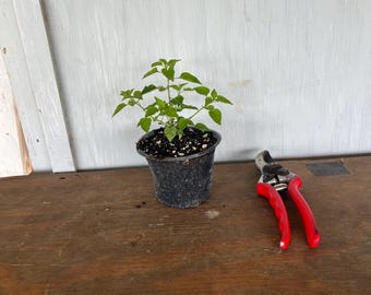 4” Chile Pequin (Capsicum annum) Plant