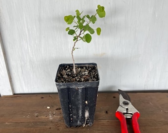 4” Anacacho Orchid (Bauhinia lunaroides)