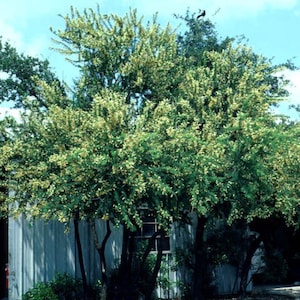 Seeds. Wrights Acacia (Acacia greggii var. wrightii).