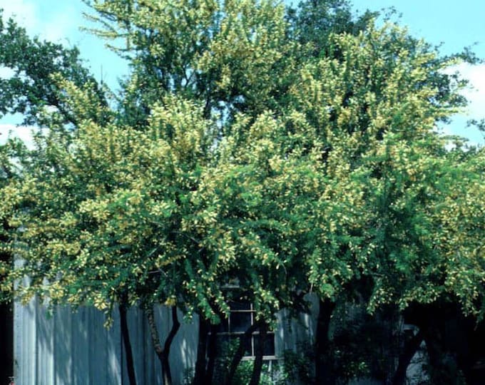 Seeds. Wrights Acacia (Acacia greggii var. wrightii).