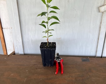 4” Bois d’arc (Bodark)/Osage Orange (Maclura pomifera) tree