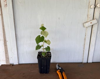 4” Mustang Grape (Vitis mustangensis) plant