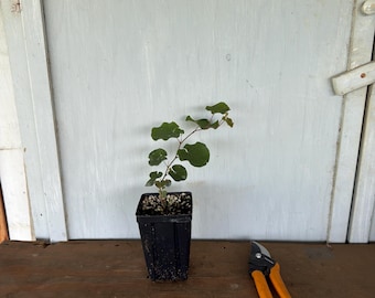 4” Mexican Redbud (Cercis canadensis var. mexicana)