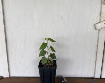 4” Mustang Grape (Vitis mustangensis) plant