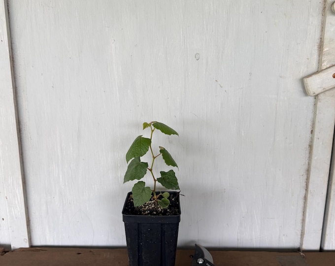 4” Mustang Grape (Vitis mustangensis) plant