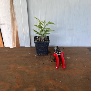 4” Texas Kidneywood (Eysenhardtia texana) plant