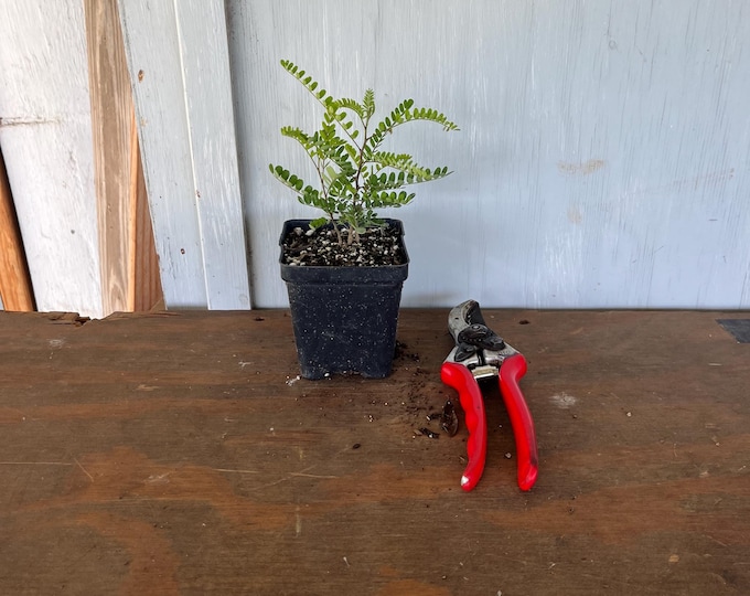 4” Texas Kidneywood (Eysenhardtia texana) plant