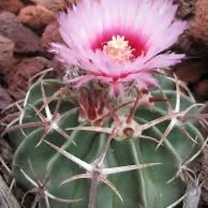 Seeds. Horse Crippler Cactus (Echinocactus texensis)