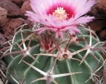 Seeds. Horse Crippler Cactus (Echinocactus texensis)