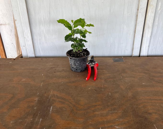 4” Anacua (Ehretia anacua) tree