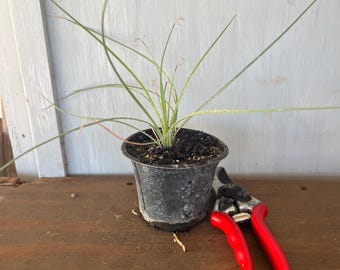 4” Wheelers Sotol (Dasylirion wheeleri) plant