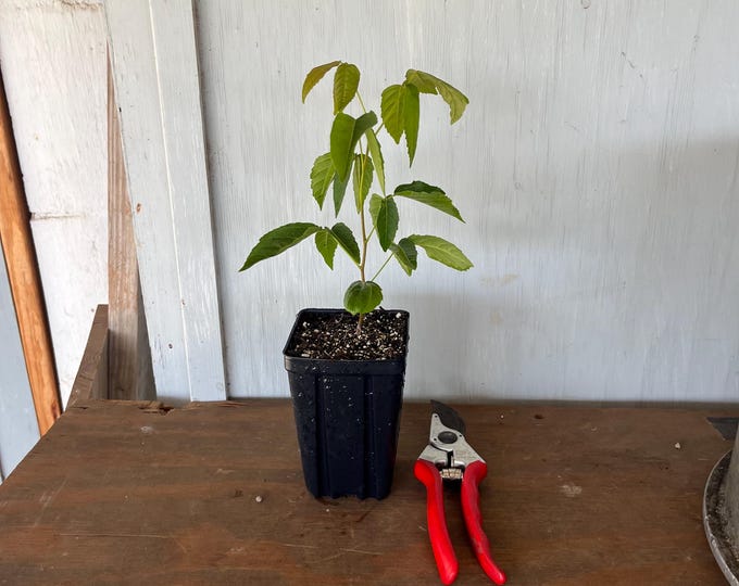 4” Mexican Buckeye (Ungadia speciosa) plant
