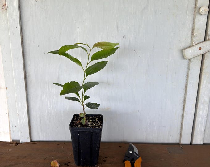 4” Escarpment Black Cherry (Prunus serotina var. eximia) tree