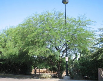 Seeds. Guajillo (Acacia berlandieri)