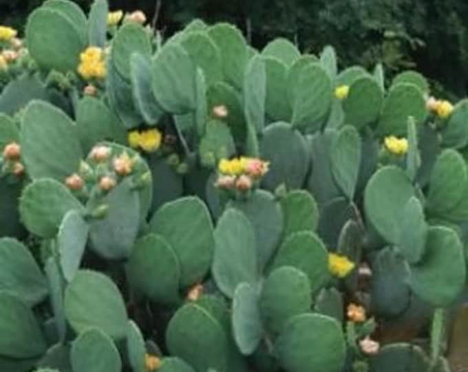 10 Opuntia ‘Ellisiana’ unrooted pads. Spinless green cactus.