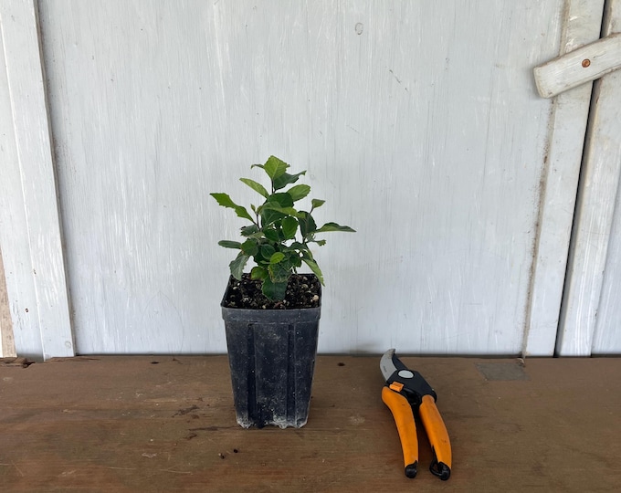 4” Anacua (Ehretia anacua) tree