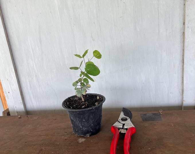 4” Anacacho Orchid (Bauhinia lunaroides)