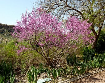 Seeds. Mexican Redbud (Cercis canadensis var. mexicana)