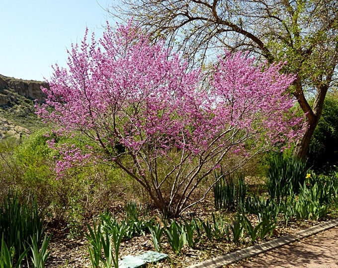 Seeds. Mexican Redbud (Cercis canadensis var. mexicana)