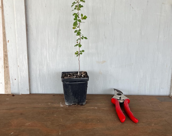 4” Fragrant Sumac (Rhus aromatica) plant