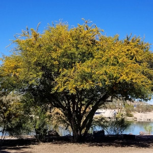 Seeds. Sweet Acacia , Huisache (Acacia farnensiana)