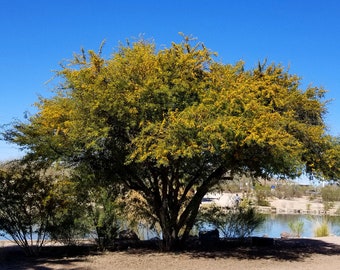 Seeds. Sweet Acacia , Huisache (Acacia farnensiana)