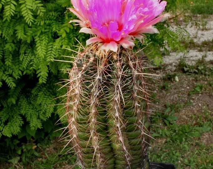 Seeds. Twisted hedgehog cactus (Hamatocactus bicolor)
