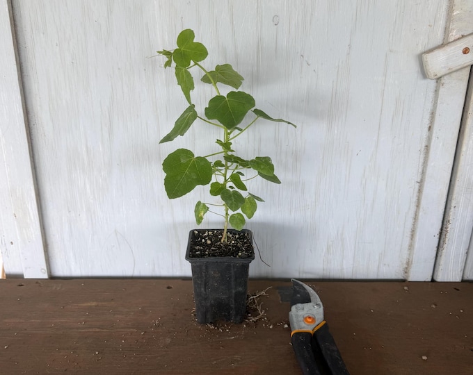 4” stinking passionflower vine (Passiflora foetida) plant