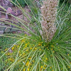 Seeds. Beargrass (Nolina microcarpa).