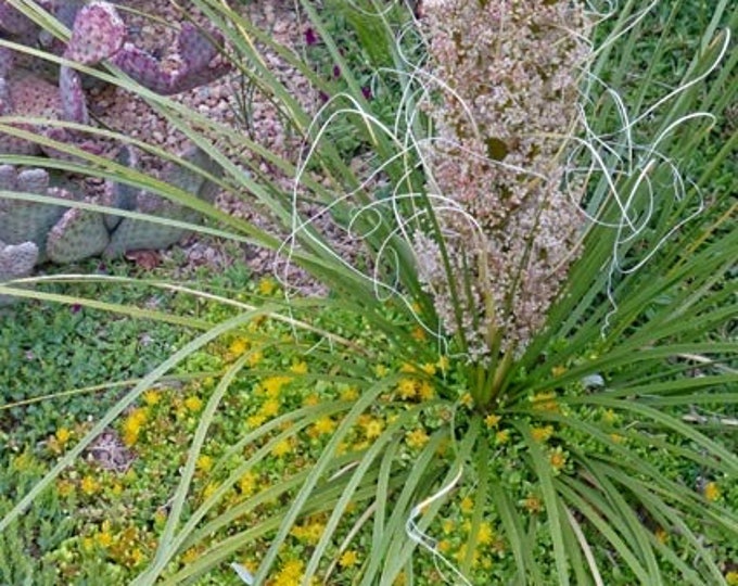 Seeds. Beargrass (Nolina microcarpa).