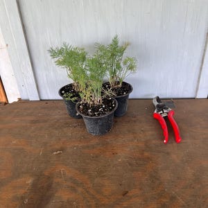 4” Mammoth Dill (3 plants per order)