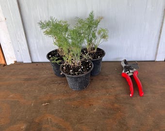 4” Mammoth Dill (3 plants per order)