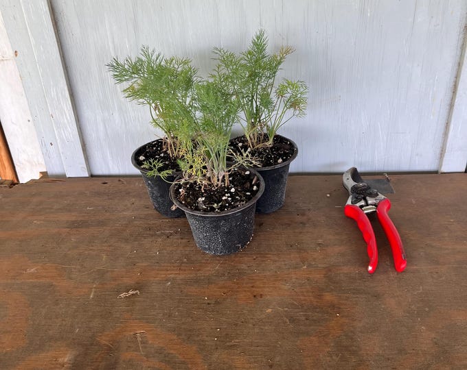 4” Mammoth Dill (3 plants per order)