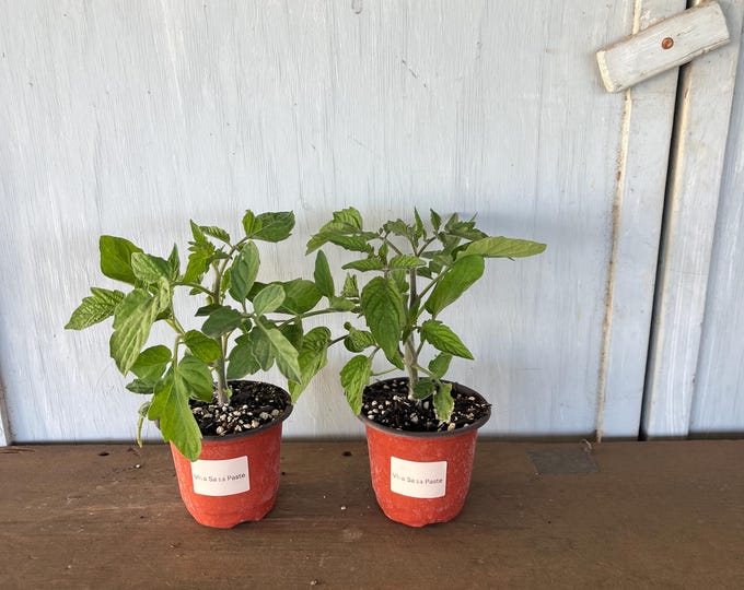 4” Viva Salsa Tomatoes (2 plants per order)