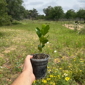 Pint Texas Mountain Laurel (Sophora secundaflora) plant